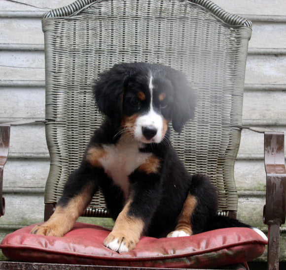 AKC Registered Bernese Mountain Dog For Sale Millersburg OH Male-Cameron