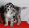 Mini Sheepadoodle For Sale Millersburg OH Male-George