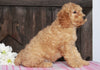 Medium F1BB Goldendoodle For Sale Millersburg, OH Female- Anita