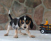 Beagle Mix For Sale Wooster OH Female-Casey