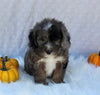 Mini Sheepadoodle For Sale Millersburg OH Female-Gloria