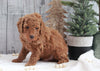 AKC Registered Moyen Poodle For Sale Dundee, OH Male- Homer