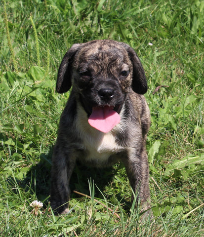 Puggle Pupp For Sale Sugarcreek OH Female-Basil