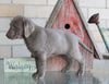 AKC Registered Silver Labrador Retriever For Sale Sugarcreek, OH Female- Bella