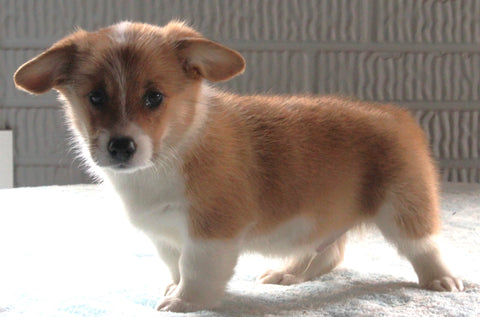 Pembroke Welsh Corgi For sale Millersburg OH Male-Hobbit