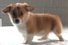 Pembroke Welsh Corgi For sale Millersburg OH Male-Hobbit