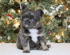 AKC Registered 'Fluffy' French Bulldog For Sale Fredericksburg OH Female-Bailey