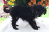 Poodle Mix For Sale Baltic OH Male-Riley