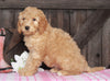 Medium F1BB Goldendoodle For Sale Millersburg, OH Female- Anita