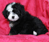 Mini Aussiedoodle For Sale Applecreek OH Female-Lula