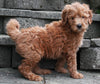 F1B Mini Goldendoodle For Sale Sugarcreek OH -Male Neal