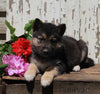 German Shepherd Husky For Sale Millersburg OH Male-Ace