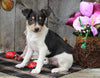 Toy Fox Terrier For Sale Millersburg, OH Female- Trixie