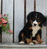 AKC Registered Bernese Mountain Dog For Sale Sugarcreek OH Male-Theo