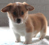 Pembroke Welsh Corgi For sale Millersburg OH Male-Hobbit