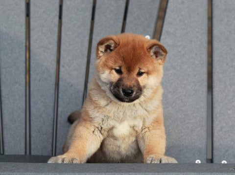 AKC Registered Shiba Inu For Sale Millersburg, OH Male- Snickers