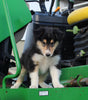 AKC Registered Collie Lassie For Sale Fredericksburg OH Female-Beverly