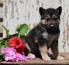 German Shepherd Husky For Sale Millersburg OH Male-Ace