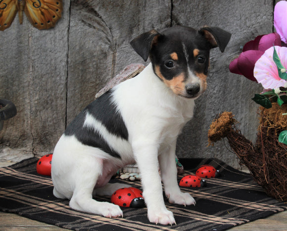 Toy Fox Terrier For Sale Millersburg, OH Female- Trixie