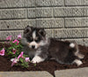 Pomsky For Sale Holmesville OH Male-Tucker