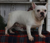 AKC Registered French Bulldog For Sale Millersburg OH Female-Jolly