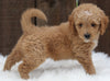 Mini Goldendoodle For Sale Millersburg OH Male-Oddie