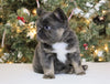 AKC Registered 'Fluffy' French Bulldog For Sale Fredericksburg OH Female-Bailey