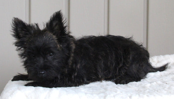 AKC Registered Cairn Terrier For Sale Millersburg OH Female-Chloe