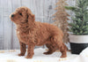 AKC Registered Moyen Poodle For Sale Dundee, OH Male- Hans