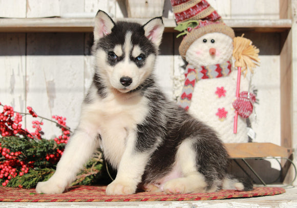 AKC Registered Siberian Husky For Sale Millersburg, OH Male- Jasper