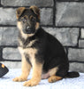 AKC Registered German Shepherd For Sale Millersburg OH Male-Milo