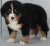 AKC Registered Bernese Mountain Dog For Sale Millersburg OH -Female Monica