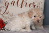 ACA Registered Miniature Poodle For Sale Fredericksburg, OH Male- Mason