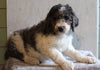AKC Registered Standard Poodle For Sale Millersburg OH Male-Storm