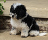 AKC Registered Mini Poodle For Sale Millersburg OH Male-Trent