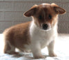 Pembroke Welsh Corgi For sale Millersburg OH Male-Hobbit