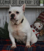 AKC Registered French Bulldog For Sale Millersburg OH Female-Jolly
