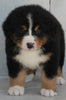 AKC Registered Bernese Mountain Dog For Sale Millersburg OH -Female Monica