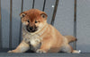 AKC Registered Shiba Inu For Sale Millersburg, OH Male- Snickers