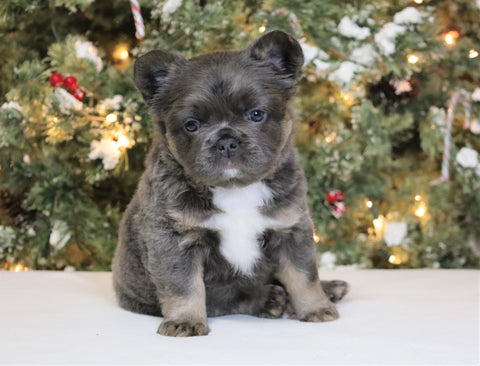 AKC Registered 'Fluffy' French Bulldog For Sale Fredericksburg OH Female-Bailey
