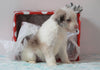 Aussiedoodle For Sale Holmesville, OH Female- Sofie