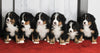 AKC Registered Bernese Mountain Dog For sale Millersburg OH Male-Mason