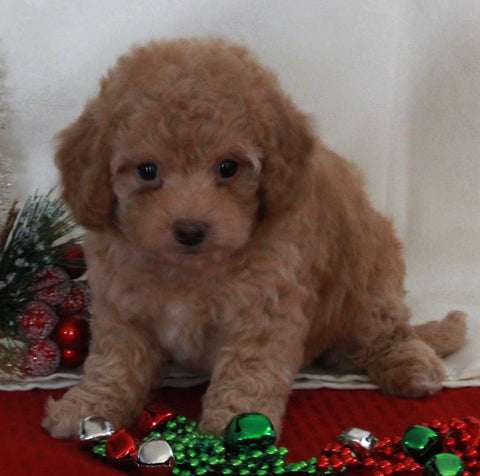 Bichpoo For Sale Fredericksburg OH Female-Tammie