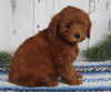 AKC Registered Mini Poodle For Sale Millersburg OH Male-Dustin