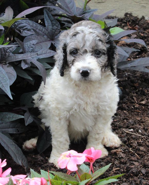 AKC Registered Standerd Poodle For Sale Millersburg OH Male-Diesel