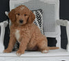 Goldendoodle For Sale Fresno OH Female-Tracy
