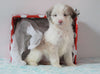 Aussiedoodle For Sale Holmesville, OH Female- Sofie