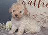 ACA Registered Miniature Poodle For Sale Fredericksburg, OH Male- Mason