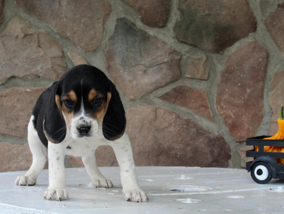 Beagle Mix For Sale Wooster OH Male-Chief