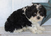 Cockapoo For Sale Millersburg OH Male-Chase